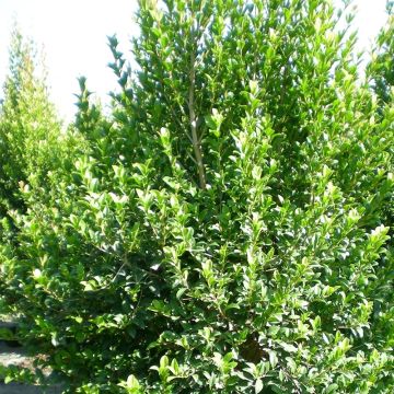 Eugenia myrtifolia New Port - Kersstruik