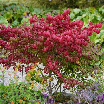 Euonymus alatus - Gevleugelde kardinaalsmuts
