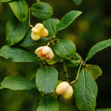 Euonymus europaeus Albus - Wilde kardinaalsmuts