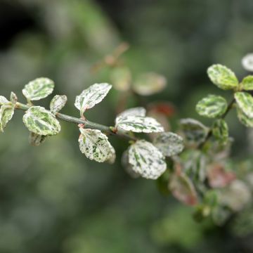 Euonymus fortunei Silverstone - Kardinaalsmuts
