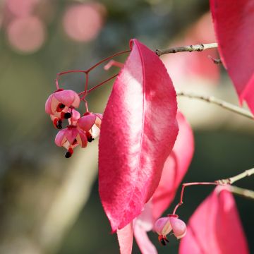 Euonymus grandiflorus Red Wine - Kardinaalsmuts