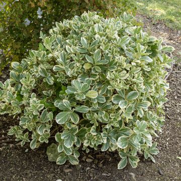 Euonymus japonicus Bravo - Japanse kardinaalsmuts