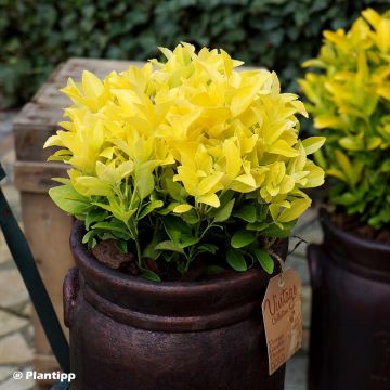 Euonymus japonicus El Dorado - Japanse kardinaalsmuts