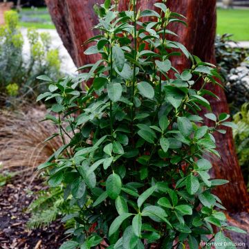 Euonymus japonicus Green Millennium - Japanse kardinaalsmuts