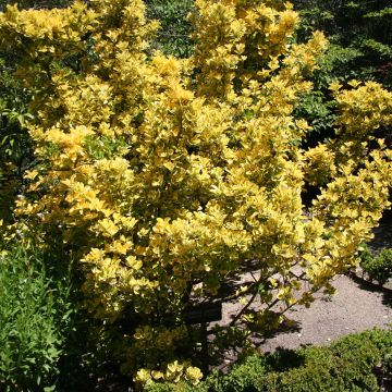 Euonymus japonicus Ovatus Aureus - Japanse kardinaalsmuts