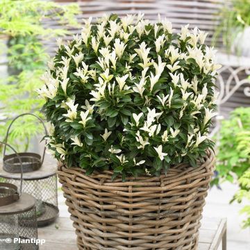 Euonymus japonicus Paloma Blanca - Japanse kardinaalsmuts