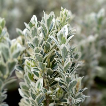 Euonymus japonicus White Spire - Japanse kardinaalsmuts