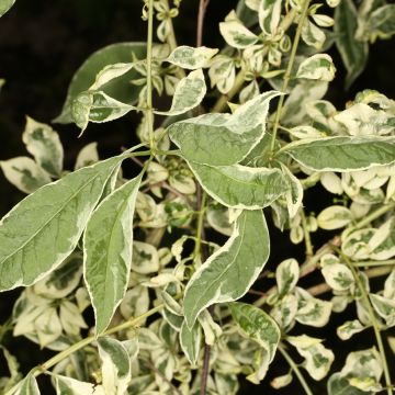 Euonymus phellomanus Silver Surprise - Kardinaalsmuts