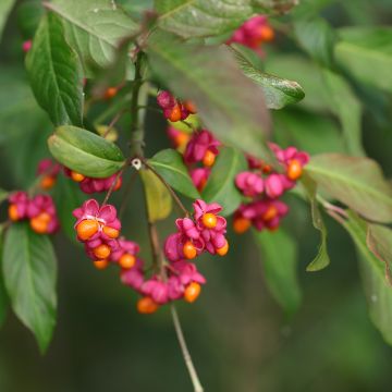 Euonymus latifolius - Brede kardinaalsmuts