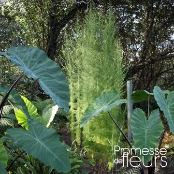 Eupatorium Elegant Plume - Koninginnenkruid