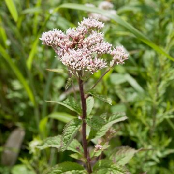 Eupatorium chinense - Eupatoire