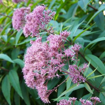 Eupatorium maculatum Purple Bush - Koninginnenkruid