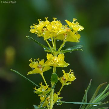 Euphorbia pseudovirgata - Wolfsmelk
