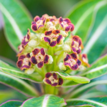 Euphorbia mellifera - Wolfsmelk