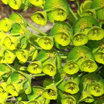 Euphorbia characias Blue Wonder - Wolfsmelk