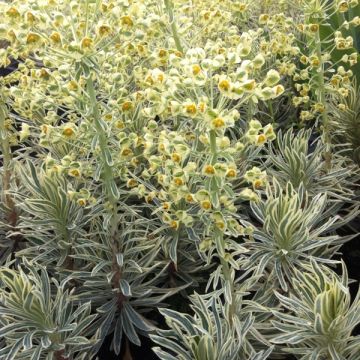 Euphorbia characias Emmer Green - Wolfsmelk