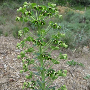Euphorbia characias ssp. characias - Wolfsmelk