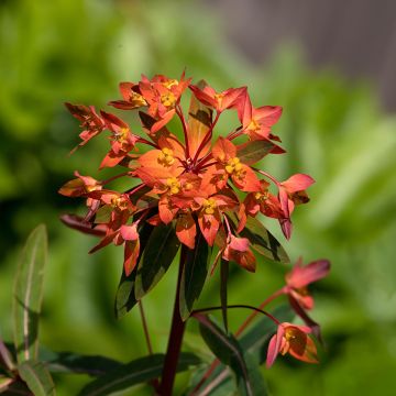 Euphorbia griffithii Dixter - Wolfsmelk