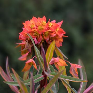 Euphorbia griffithii Fireglow - Wolfsmelk