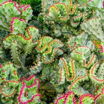 Euphorbia lactea Cristata - Kandelaarsplant