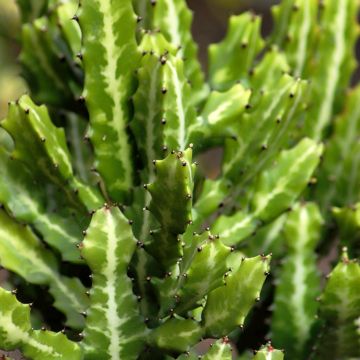 Euphorbia lactea - Kandelaarsplant