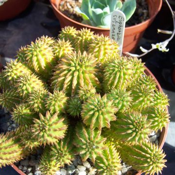 Euphorbia suzannae - Wolfsmelk