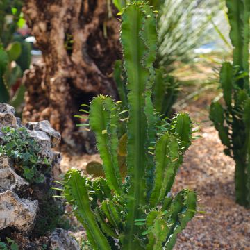 Euphorbia trigona - Afrikaanse melkboom