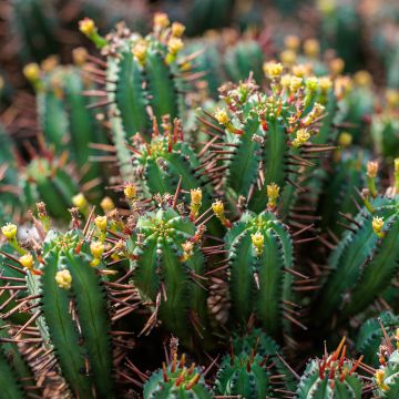 Euphorbia enopla - Wolfsmelk