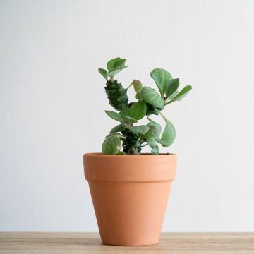 Euphorbia ritchiei - Wolfsmelk