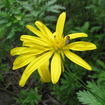 Euryops chrysanthemoides - Zuid-Afrikaanse margriet