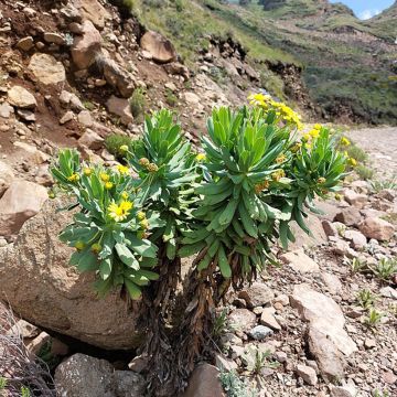 Euryops evansii - Zuid-Afrikaanse margriet