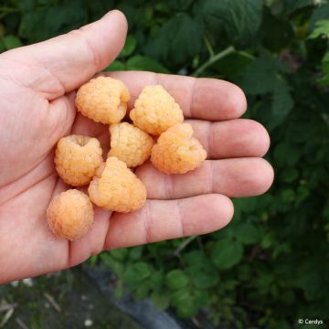 Herfstframboos Primeberry Autumn Sun