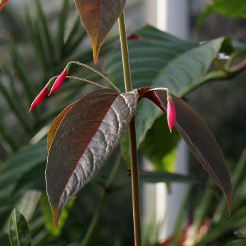 Fuchsia alpestris Grimpant - Bellenplant