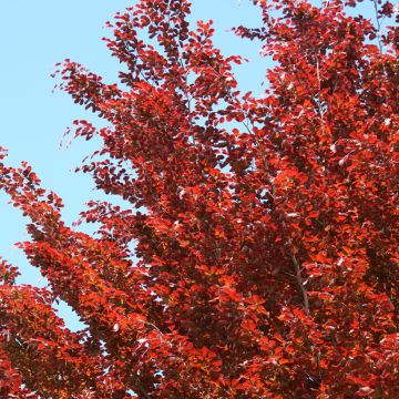 Fagus sylvatica Atropunicea - Koperbeuk