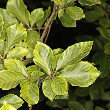Fagus sylvatica Luteovariegata - Geelbonte beuk