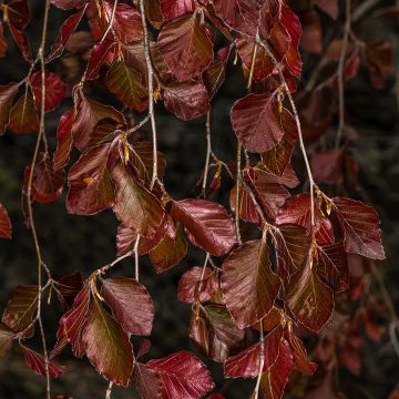 Fagus sylvatica Purple Fountain - Treur-koperbeuk