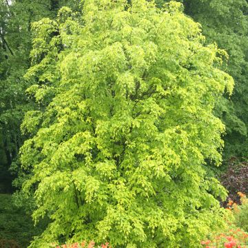 Fagus sylvatica Rohan Gold - Goudgele beuk