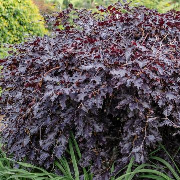 Fagus sylvatica Rohan Weeping - Treur-koperbeuk