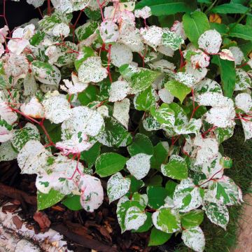 Fallopia japonica Variegata - Japanse duizendknoop