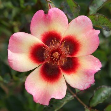 Rosa Fancy Babylon Eyes - Struikroos