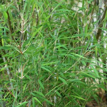 Fargesia Taibashan 2 - Niet-woekerende bamboe