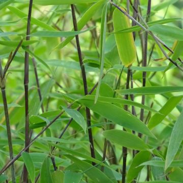 Fargesia Viking - Niet-woekerende bamboe