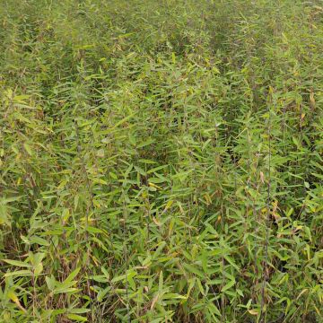 Fargesia demissa Gerry - Niet-woekerende bamboe