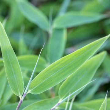 Fargesia murielae Blue Lizard - Niet-woekerende bamboe