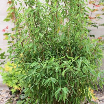 Fargesia murielae Red Zebra - Niet-woekerende bamboe