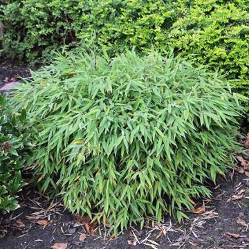 Fargesia murieliae Elias - Niet-woekerende bamboe