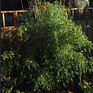 Fargesia nitida Jiu - Niet-woekerende bamboe