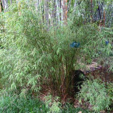 Fargesia angustissima - Niet-woekerende bamboe
