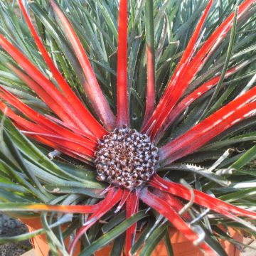 Fascicularia bicolor - Tuinbromelia