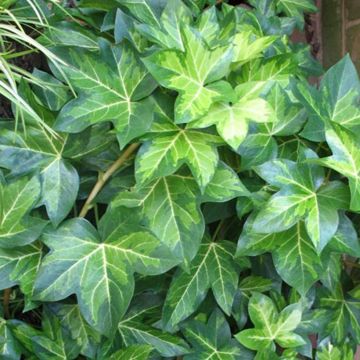 Fatshedera lizei Annemieke - Lierre arborescent bont